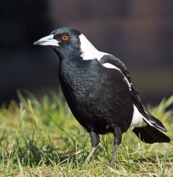 File:Australian Magpie.jpg