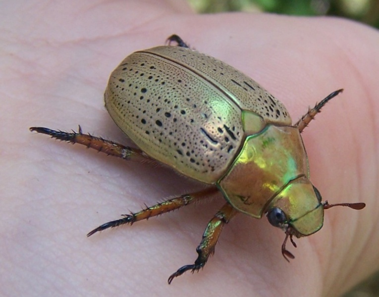 File:Christmas Beetle.jpg