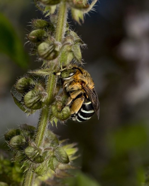 File:Blue Banded Bee.jpg